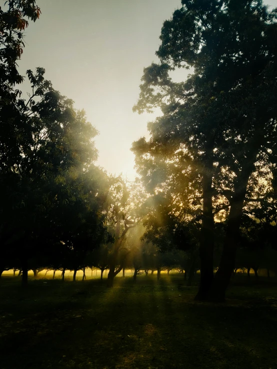 the sun peaking through a large forest filled with trees