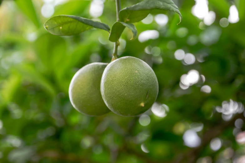 fruit hanging from tree in orchard ready for picking