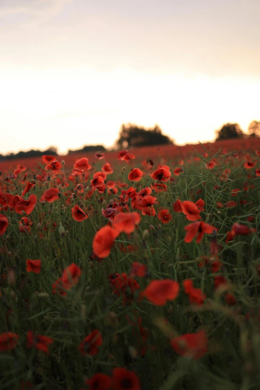 red flowers grow on the tall grass near a body of water