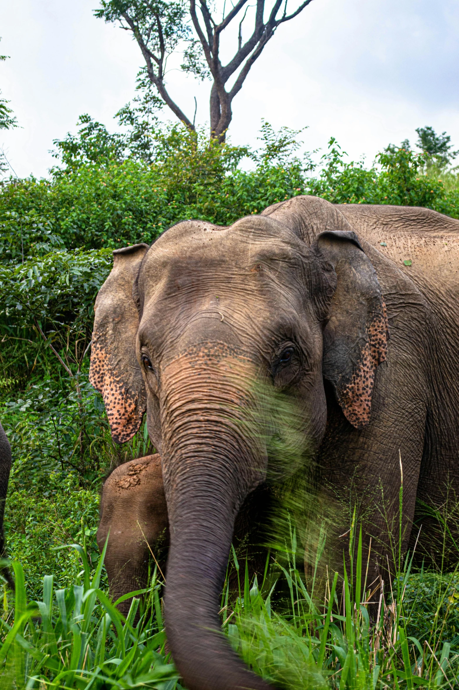 a large elephant walking through a lush green forest