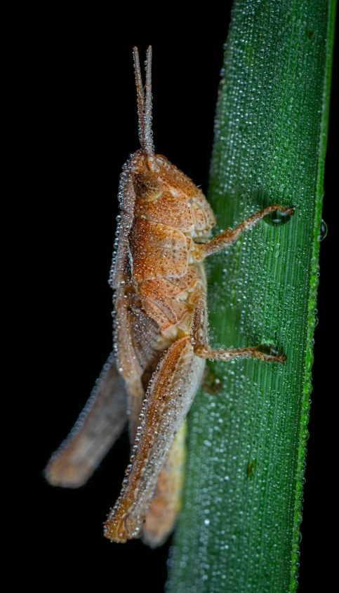 a large bug crawling on a leaf in the night