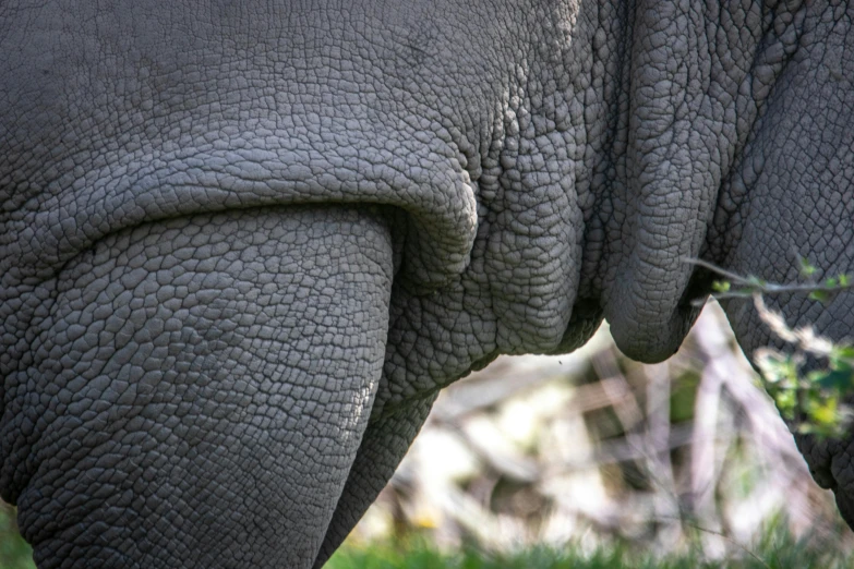 closeup view on an elephant's ears as it walks away