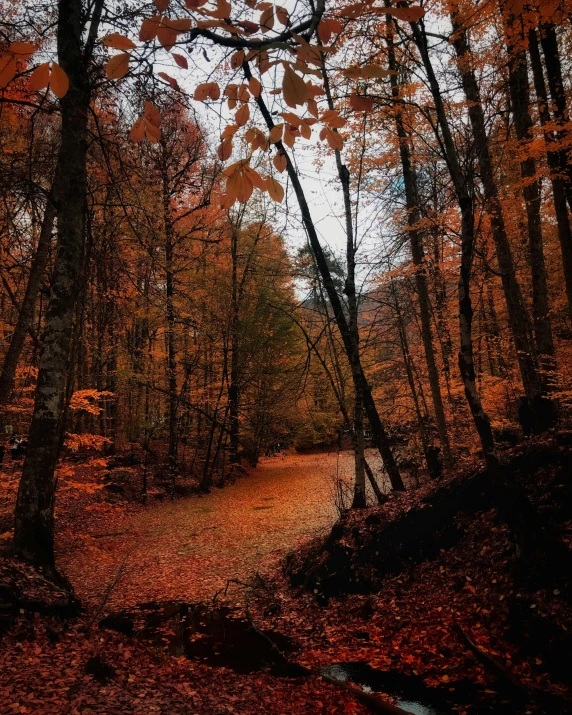 a view of a road through an autumn forest