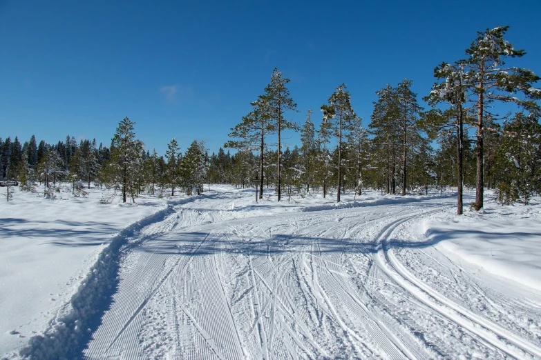 a trail is seen with trees on the side