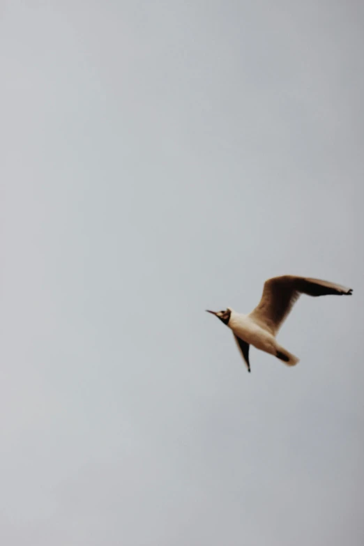 a large bird flying in the sky on a cloudy day