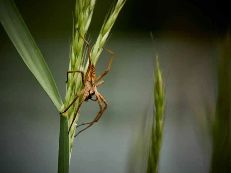 a very big brown spider on a green leaf