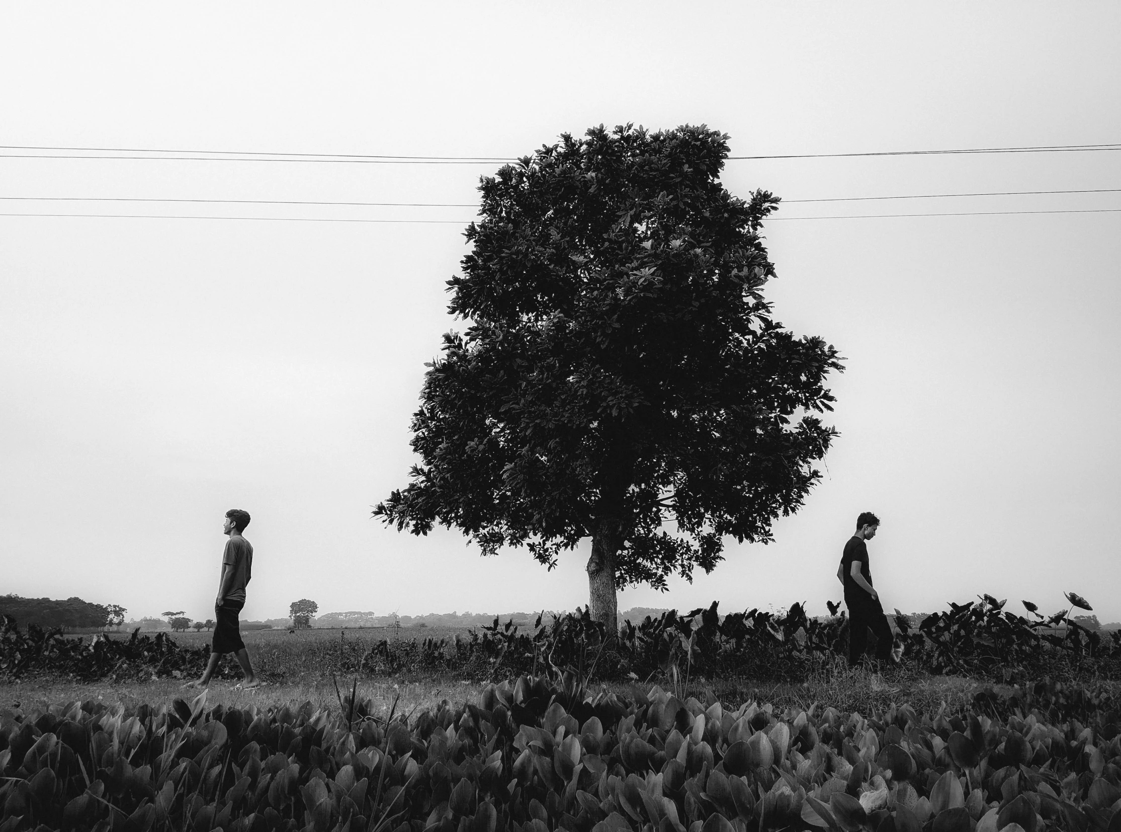 a large tree is pictured in a black and white po