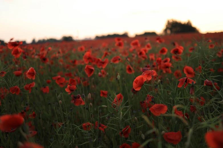 many red flowers are growing in the field