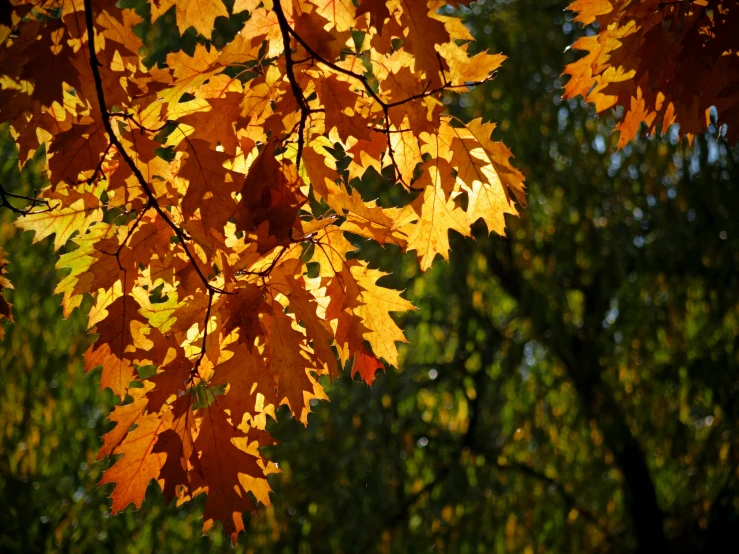 leaves of tree showing yellow and orange leaves