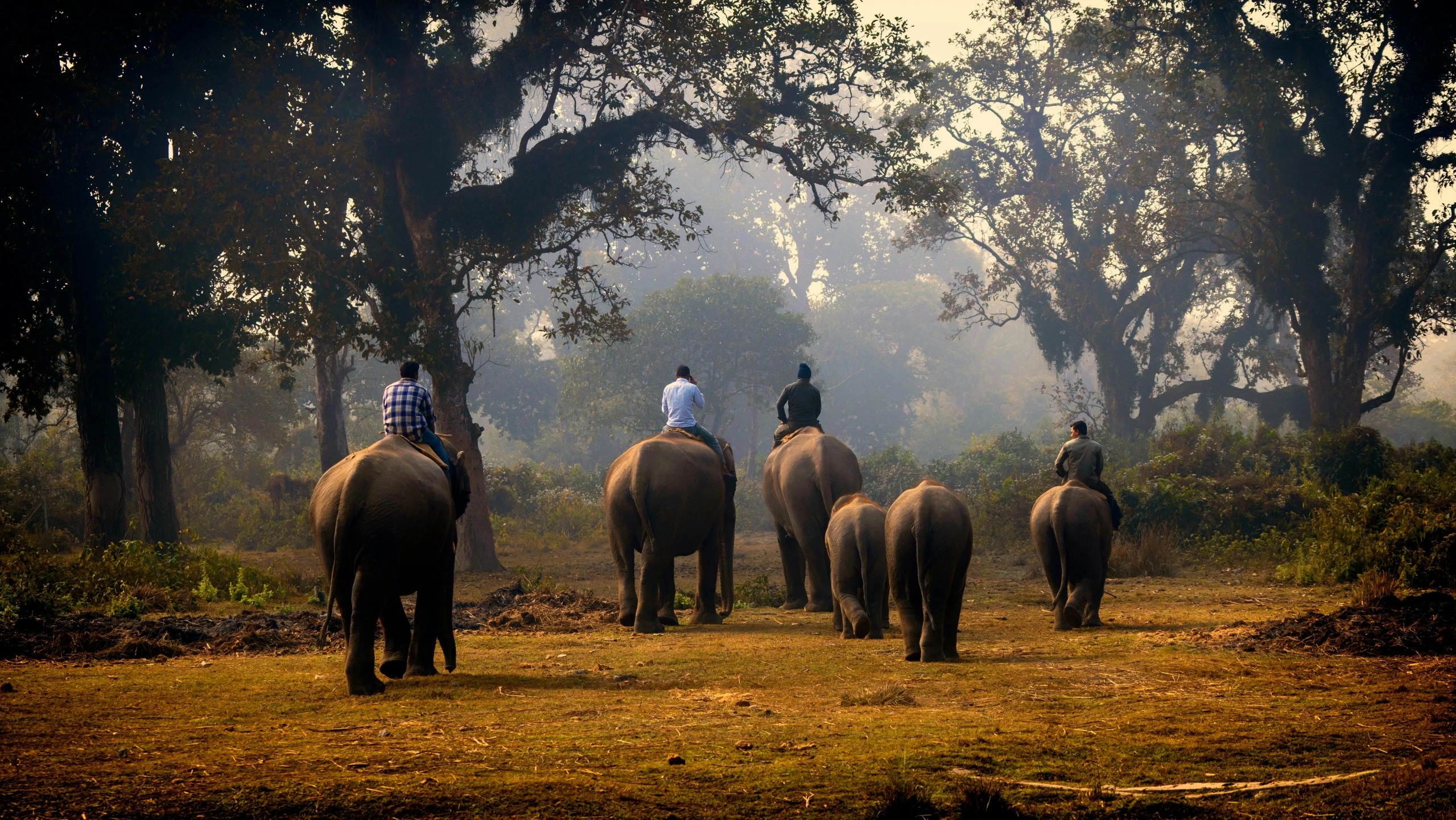 three people riding elephants in the woods