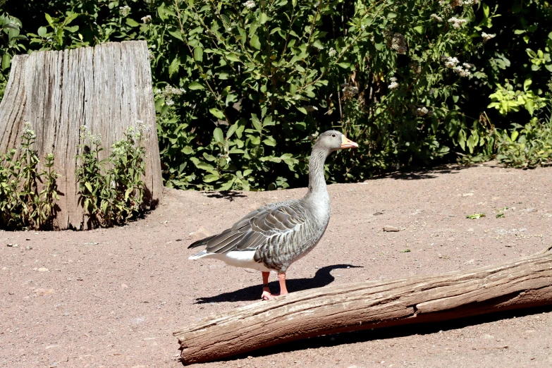 a duck walking on sand in front of grass