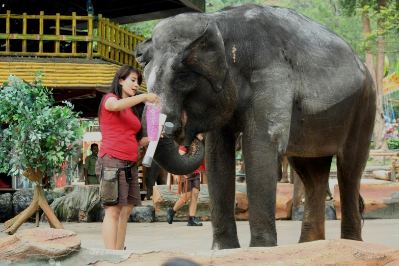 a woman that is standing up next to an elephant