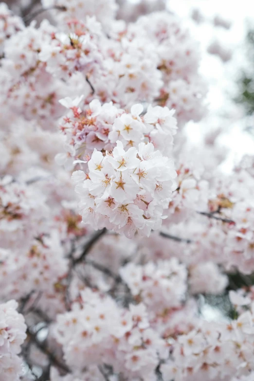 a flower that is blooming on a tree