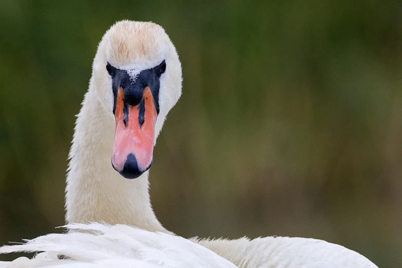 the white swan is facing forward while its head is slightly tilted