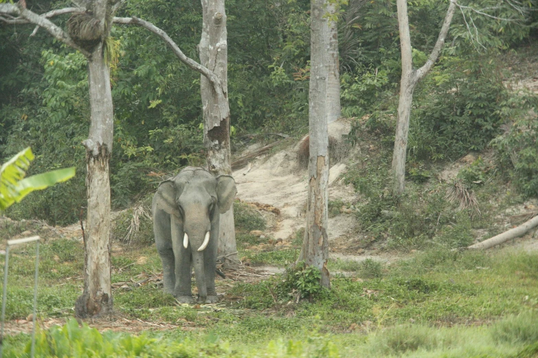 an elephant is walking around among the trees