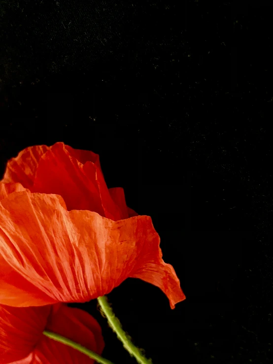 an orange flower in the dark with space above