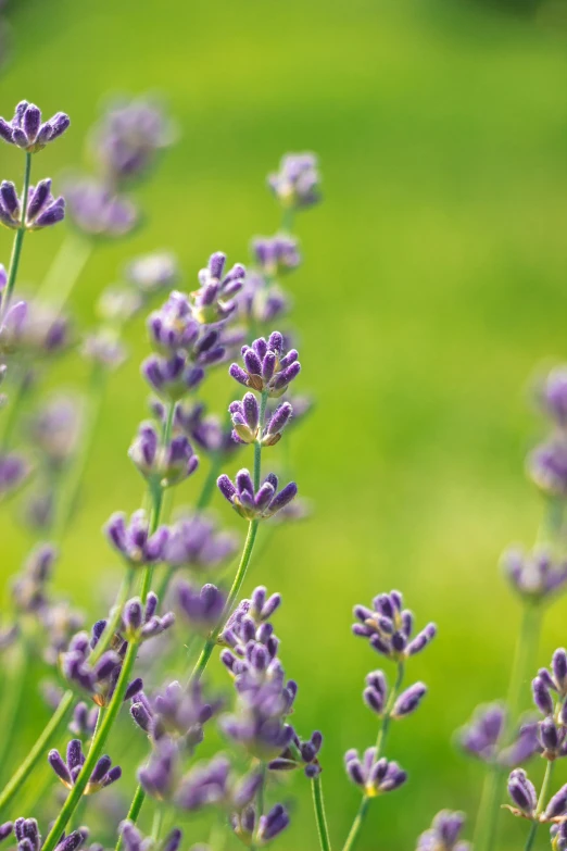 lavender blooms blooming in a field on a sunny day