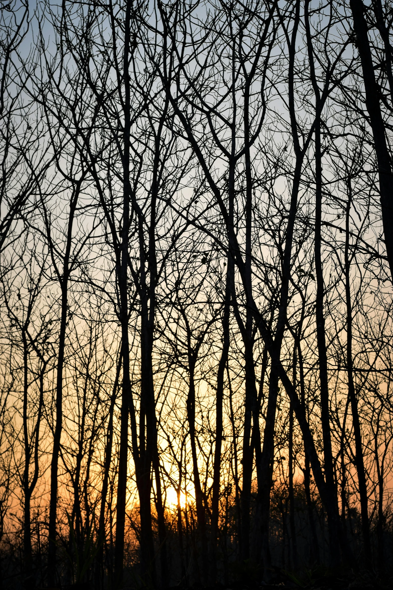 a group of trees with no leaves near one another