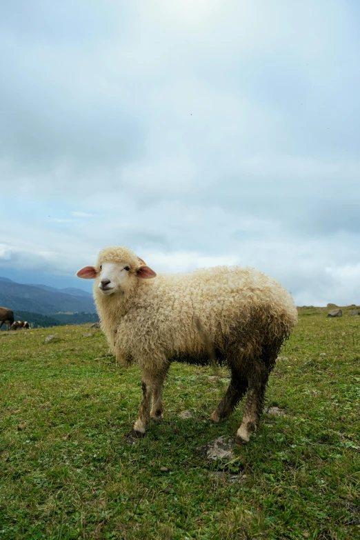 a sheep that is standing in the grass