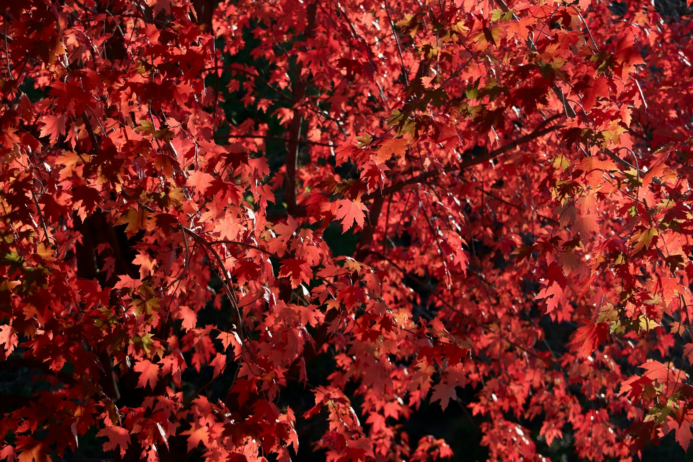 a large amount of bright red leaves are covering the trees