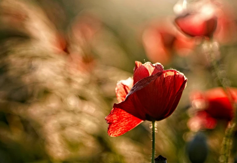 a bunch of flowers that are sitting in the grass