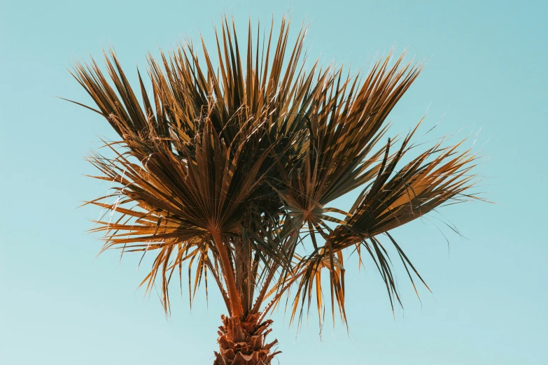 the top of a palm tree in front of a light blue sky