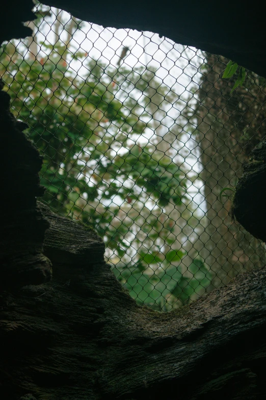 this looks like a reflection of a tree in the window of an old fence