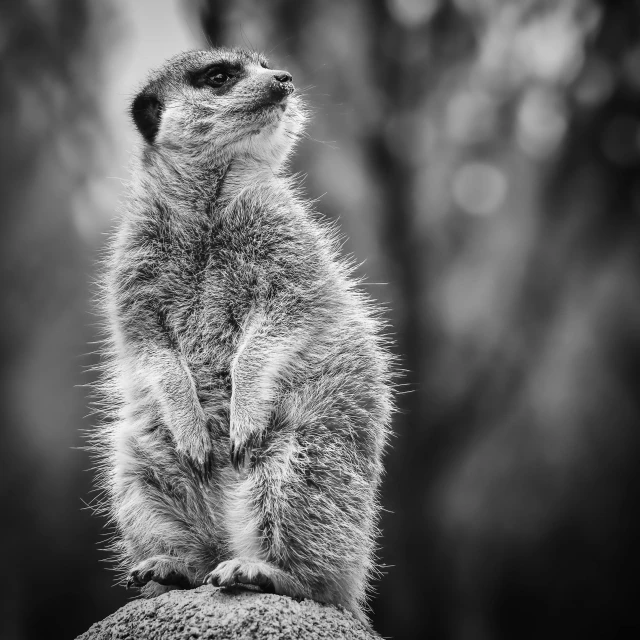 a black and white po of a meerkat sitting on a rock