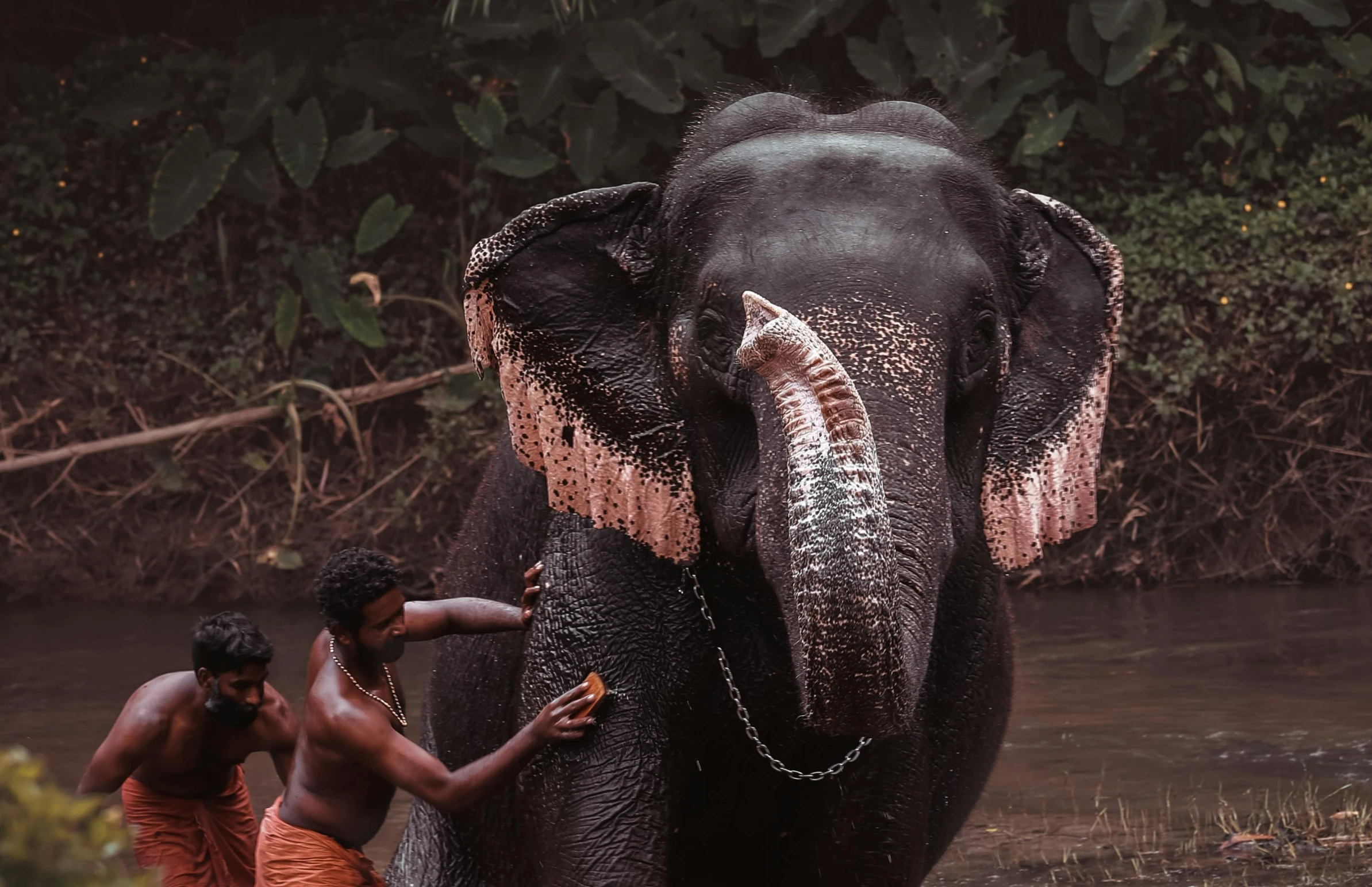 a man touches the trunk of an elephant while two other men stand in the background