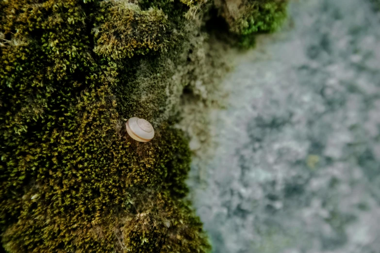 a group of leaves sitting on top of a green moss