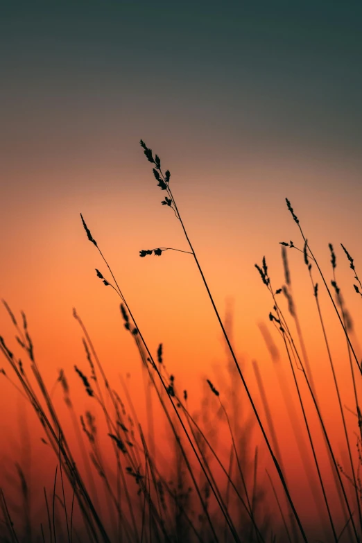 some tall grass in front of a sunset