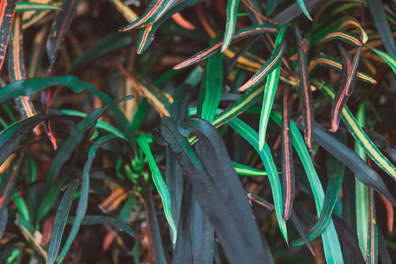 green and pink stems of plants growing in the ground