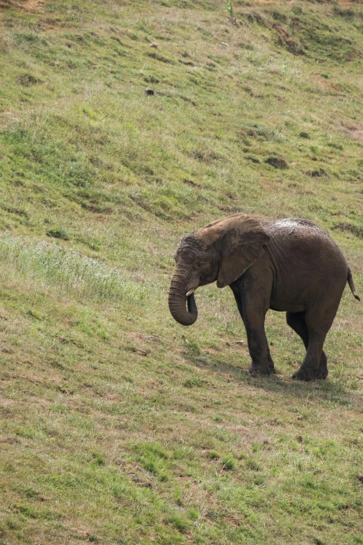 an elephant that is standing in the grass