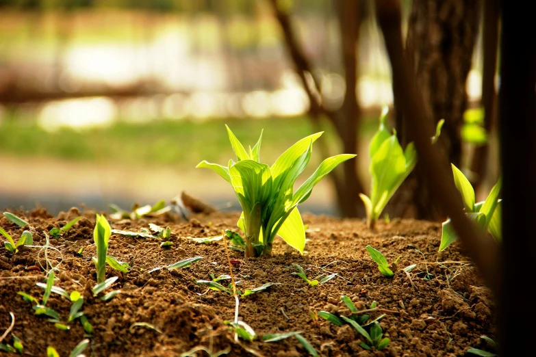 some small plant growing on the soil