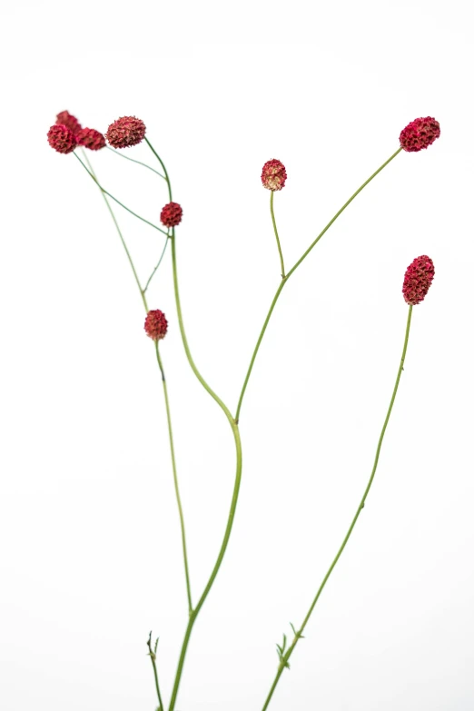 three flowers with long stems in front of a white background