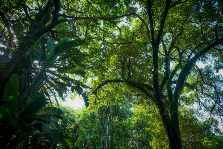 several green plants and trees overhanging the sun