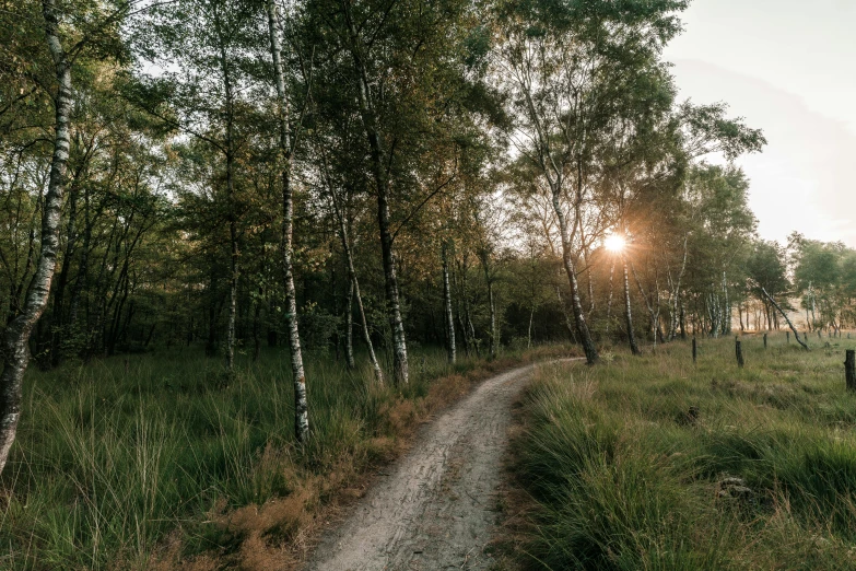 a sun shines on a wooded dirt road and path