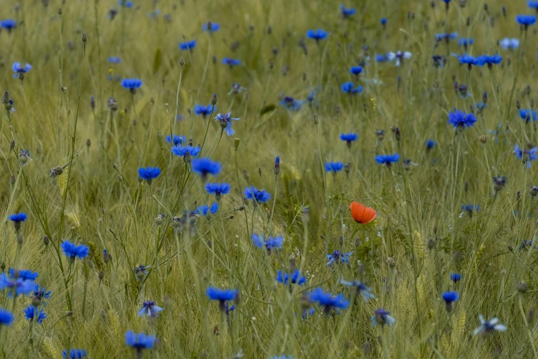 the flower field with blue and red flowers