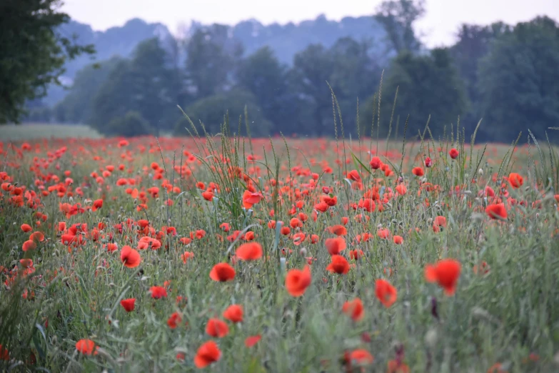 there are many flowers that can be seen in the po