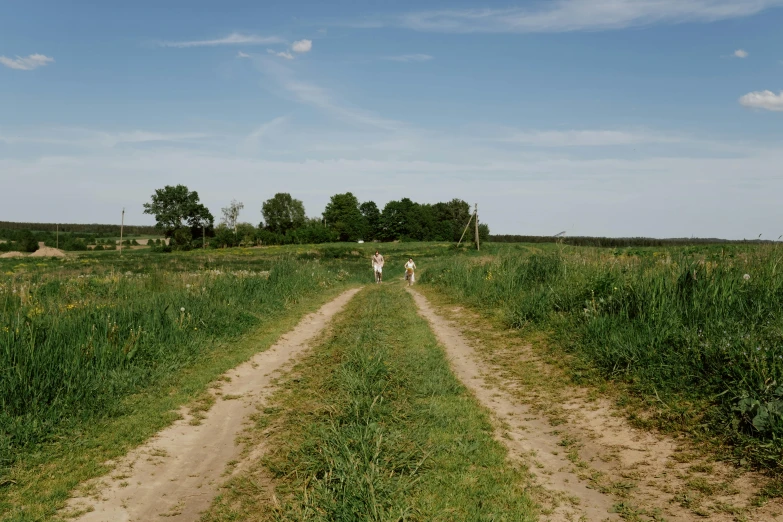 three cows walk down a dirt road through tall green grass