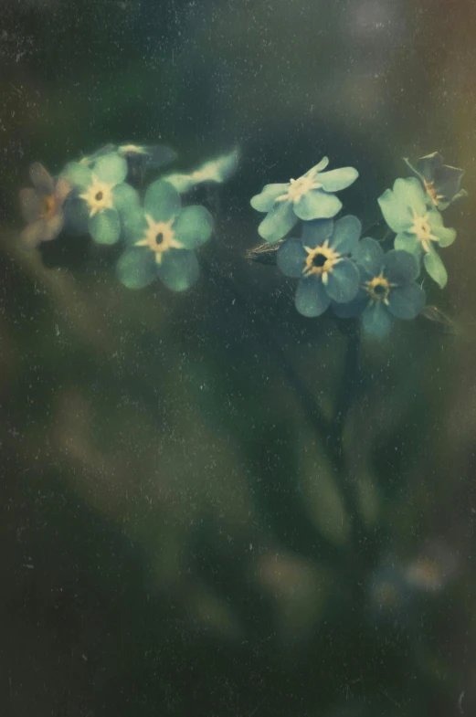 small blue flowers are pictured through the dark glass