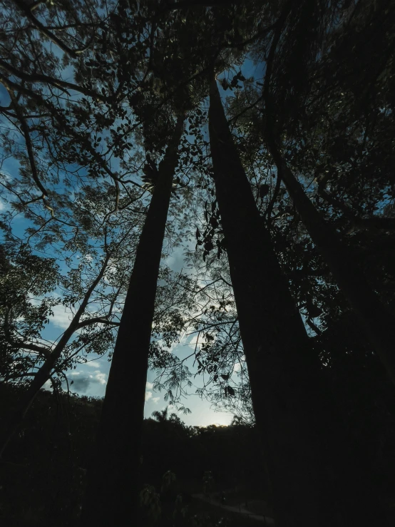 trees and foliage illuminated in the sunlight against the blue sky