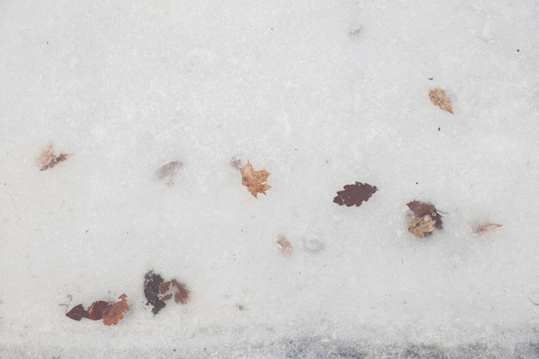 a snow covered ground with leaves on it