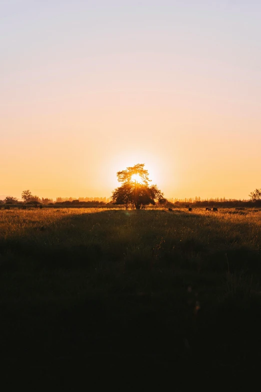 a giraffe walks through a field as the sun sets