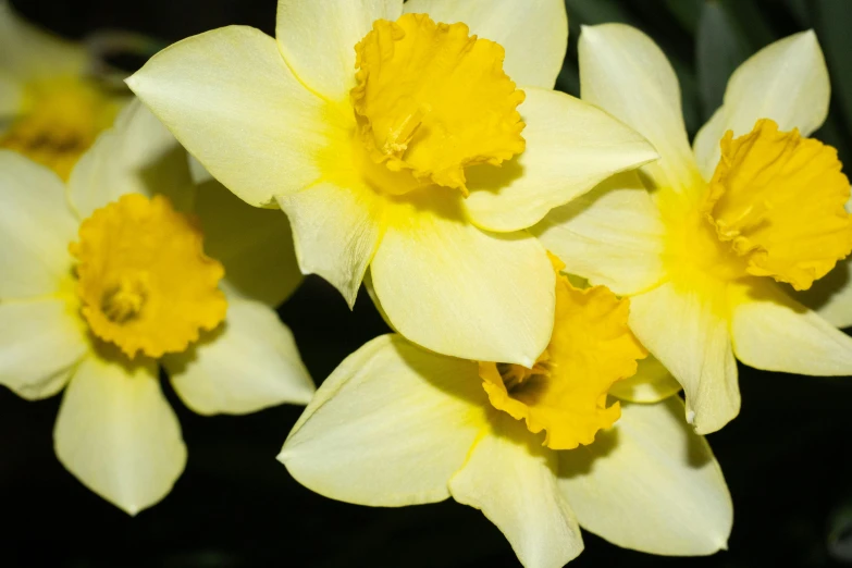 small flowers of yellow with dark background