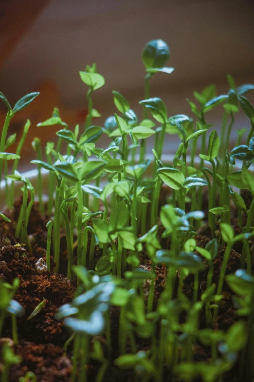 there is a very close up view of the small plants in the ground