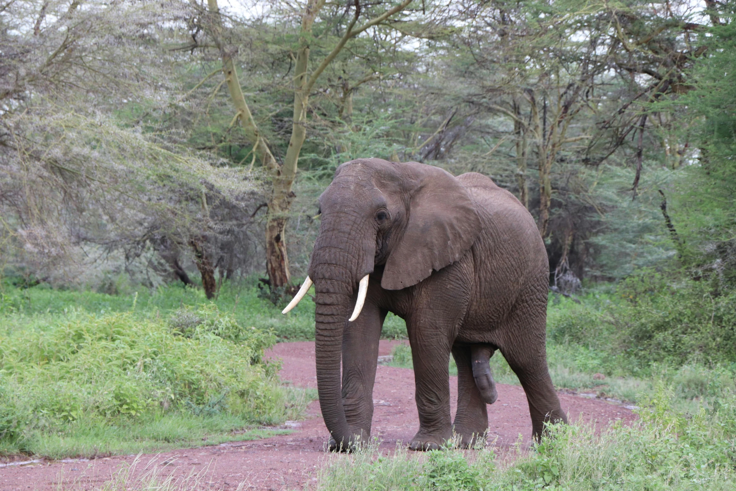 the elephant walks through the forest and eats