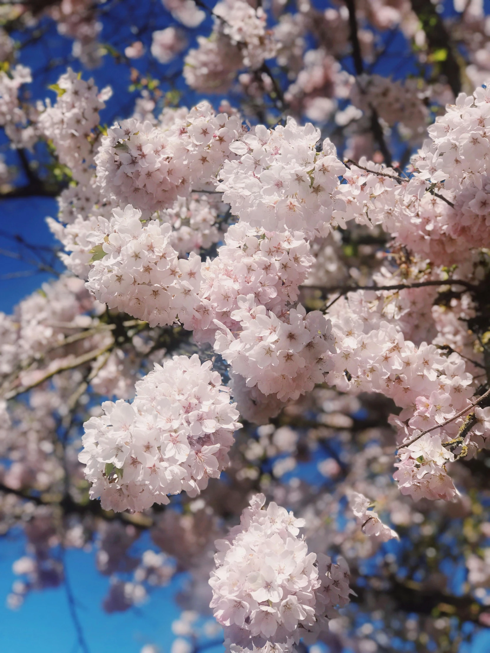 close up of flowers on the nches of trees