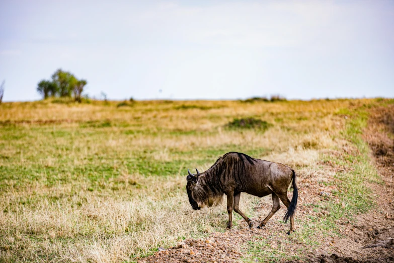 a wild animal grazing on the grass in the field