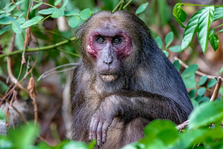 a brown monkey is hiding in some leaves